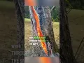 Lightning struck a tree and did this