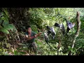 Download Lagu alone in nature, the song of a pest bird, traps, using primitive skills to survive, survival alone