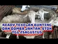 Download Lagu Ready Texelan bunting \u0026 Jantan. Pakdhe wa 081555316000#dombaindonesia #dombatexel #dombahamil 