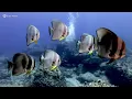 Marvel at Sea Animal in The Best 8K ULTRA HD Aquarium - Dive Into The Mesmerizing Underwater Realm#9