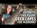 How to Measure Deer Capes for Taxidermy