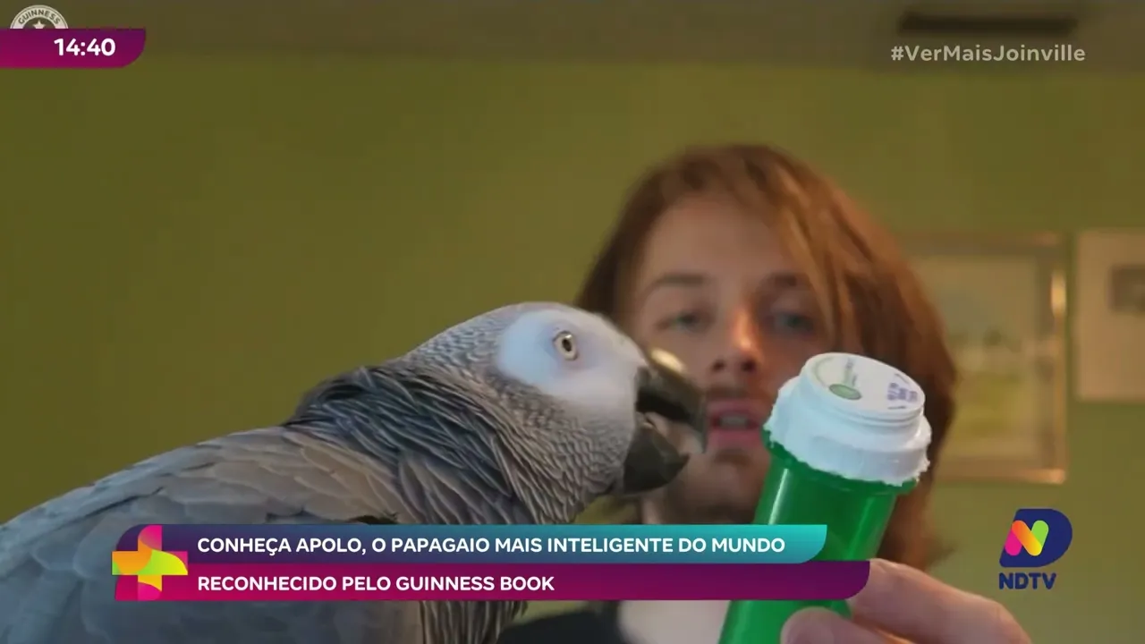 Conheça Apollo: o papagaio-cinzento que estabeleceu um recorde mundial