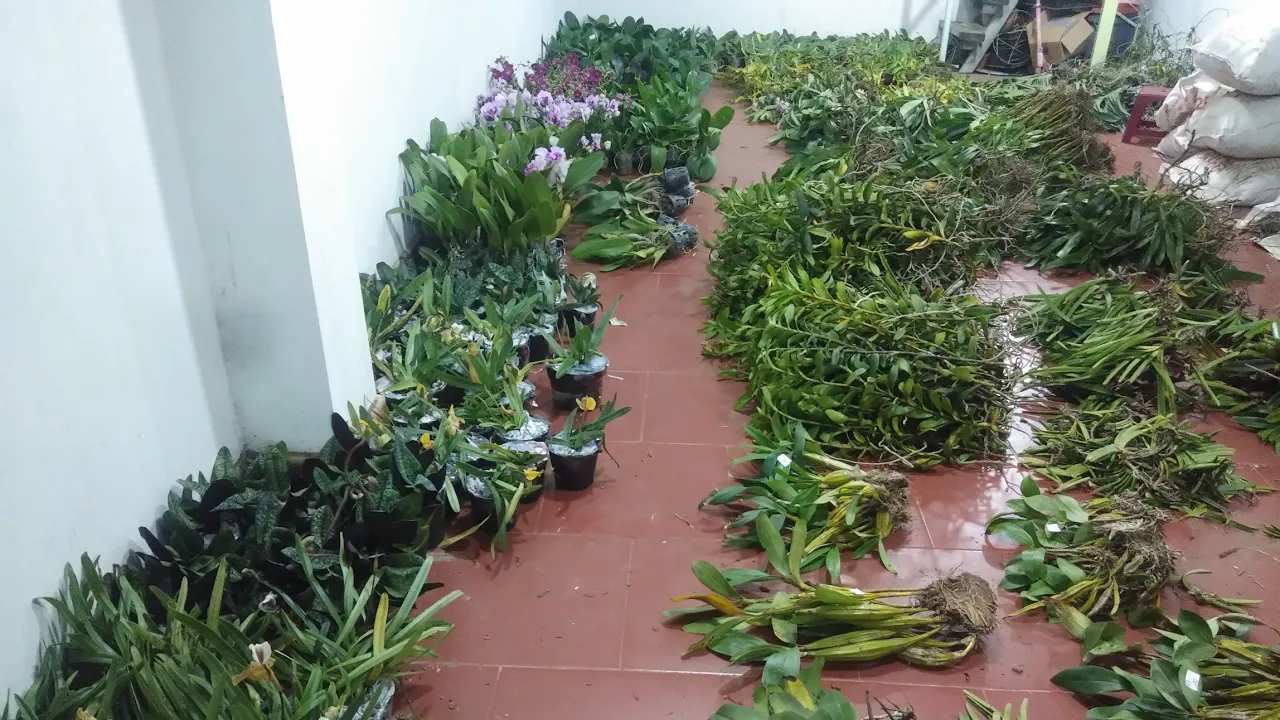 trưa 23/9_0392598516_trầm cổ,trúc phật bà,kiều vuông,hồ điệp,sato nụ,van đa,cátlaya,chuỗi ngọc..