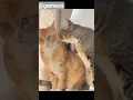 Download Lagu pinjam dulu seratus #cat #funnycats #funny #kucingngakak #kucinglucu #lyrics
