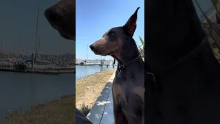 #Fyp #doberman #pets #dream #YouTube