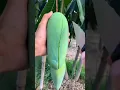 Download Lagu 🥭 How To Cut Tasty Mango On My Farm 🥭ASMR | Fresh Fruit Cutting In My Farm