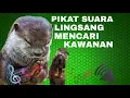 Download Lagu # Pikat suara otter ( regul / lingsang / berang-berang ) memanggil kawanannya