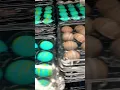 Sam s Club Easter Treats
