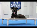 Julius German Shepherd Pitbull Mix Boot Camp Dog Training Demonstration