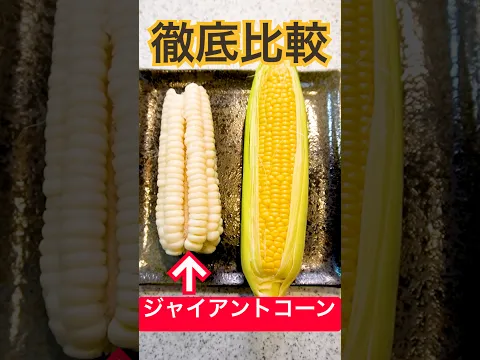 【検証】『ジャイアントコーン』のスナック菓子はあるのになぜ『生』の状態は売ってないのか。無理やり入手して普通の『とうもろこし』と食べ比べてみた！#shorts
