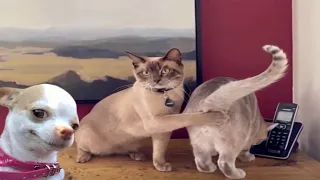 Fails so bad you don’t know whether to laugh or cry Part 2 - Funniest Videos Animals Part 2