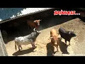Download Lagu SAPI BANTENG BRINGAS NGAMUK DI KANDANG ‼️