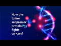 How the tumor suppressor protein P53 fights cancers Abazar Habibinia MD