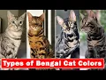 Types of Bengal Cat Colors Bengal Cat Coat Colous 2022