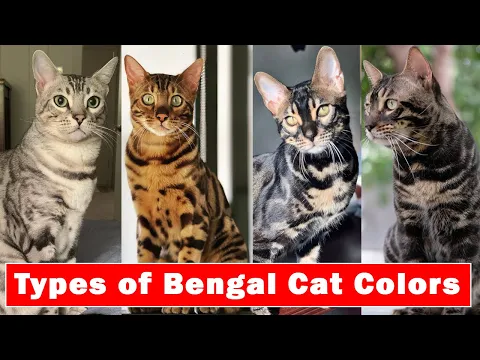 Download MP3 Types of Bengal Cat Colors | Bengal Cat Coat Colous 2022