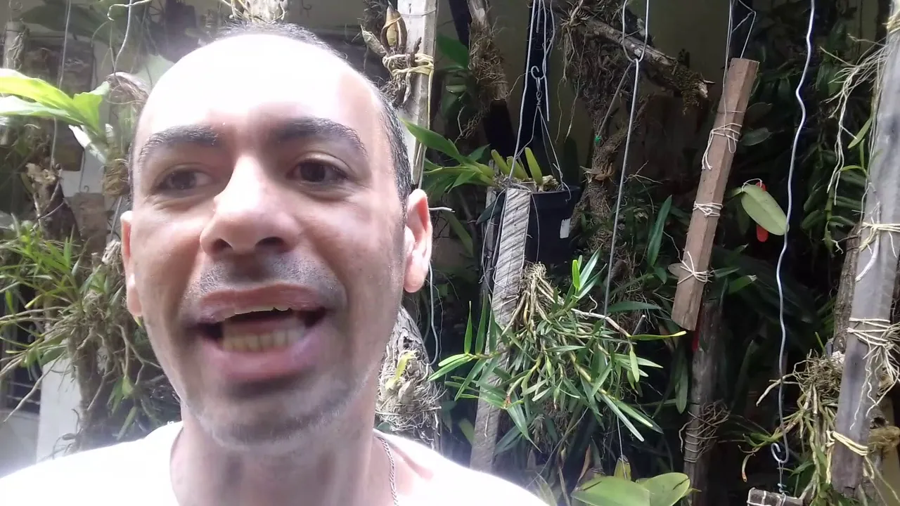 ORQUÍDEA CATYLEIA COMO CORTAR E PLANTAR VÍDEO 02