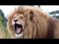 Download Lagu Lions Roaring Ultimate Compilation