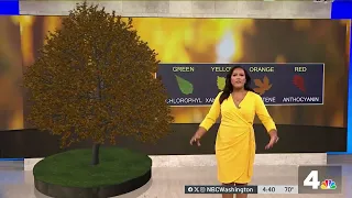 Storm Team4 s Jessica Faith explains fall foliage NBC4 Washington