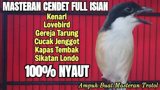 masteran cendet full isian tembakan kenari cucak jenggot lovebird gereja tarung kapas tembak