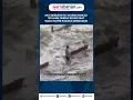 Download Lagu AKSI BERBAHAYA! Warga Makau Terjang Ombak Besar Saat Badai Super Ragasa Mengamuk