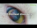 7 Reasons Why Your Cats Eyes Are Leaking