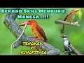 Download Lagu Burung Tengkek Berburu Mangsa Di Dalam Sungai - Kingfisher Compete for Prey Hunting  in the River