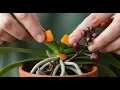 Download Lagu Place under orchids! Watch Your Orchid Suddenly Produce New Roots and Flowers All Year Round