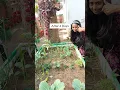 Download Lagu Grow Garlic