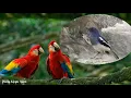 Download Lagu Masteran Suara Burung Luar Negeri Yang Indah