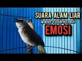 Download Lagu Pangilan trucuk ini ampuh bikin emosi lawan