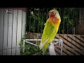 Download Lagu NADA KERING LOVEBIRD JANTAN !!! PROSES SELANJUTNYA ?