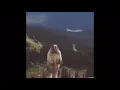 Bear Screaming sound clips for s meme templates for editing