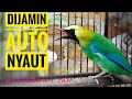 Download Lagu MURAI RANTING GACOR MASTERAN || Blue-winged Leafbird Jerdon's Leafbird SING WONDERFUL