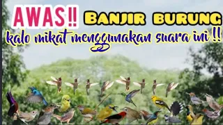 Download Suara Pikat Burung Kecil Anti Zonk||Suara Pikat Burung Kecil Ribut MP3