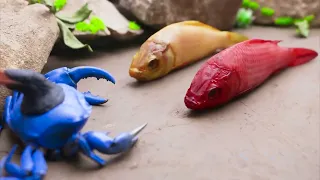 Mud Showdown: Koi vs Crab in a Wild Gun Battle! 🐟🦀| Funny Stop Motion ASMR