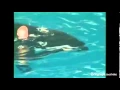 Killer whale almost drowns trainer at SeaWorld