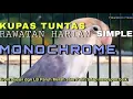 Kupas Perawatan Lovebird Monochrome