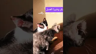 قطط كيوت Cat لايكات اكسبلور سكر شيرا سكر وشيرا العسل 