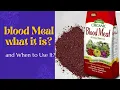 Blood Meal What It Is and When to Use It