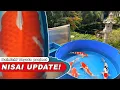 Download Lagu Zijn de Koi in mijn opgroei goed ontwikkeld? - Dainichi Toyota Nisai Update