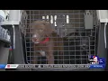 48 puppies flown from overcrowded Arizona shelter to Utah