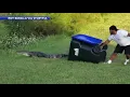 Let me get the trash can Army vet takes on massive alligator in front yard
