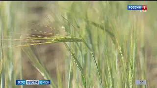 Из 32-х районов Омской области ни один не завершил уборку урожая