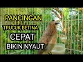 Lagu Suara burung trucuk betina memanggil jantan Jadikan trucukan gacor nyaut seketika