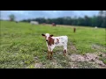 Longhorn and Horses LIVE