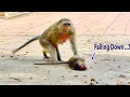 Download Lagu O_M_G!, Mommy Monkey Har-dly To S.a.v.e Her P.o.o.r Baby Falling--Down || Very P.i.t.y Him So Much