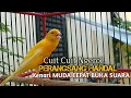 Download Lagu kenari gacor panjang Cuit Cuit EMOSI, Pancingan Kenari Paud Belajar Bunyi, terapi AMPUH Kenari MACET