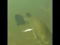 Download Lagu Lure underwater action | lure fishing #fishing #underwater #lure #shorts