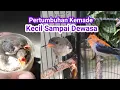 Download Lagu Pertumbuhan Kecil Sampai Dewasa Burung Kemade II