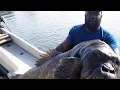 So After All The Speculation is the Algerian Gorilla Fish Caught In Trinidad Real